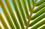 plant-leaf-macro-palm-39569.jpeg